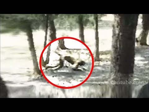 Видео: Они Сняли на Камеру Такое во Что Трудно Поверить , Посмотрите Сами !