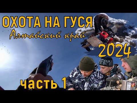 Видео: Весенняя охота на гуся Алтайский край 2024 / Первый гусь сезона  /часть 1