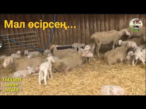 Видео: 100қойдан 215қозы алатын шаруашылық, етті қой шаруашылығы