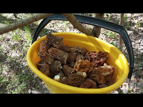 Видео: Сморчковая шапочка и строчок гигантский 28 апреля 2025 г.