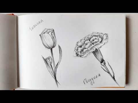 Видео: Как нарисовать цветы простым карандашом. Тюльпан и гвоздика карандашом