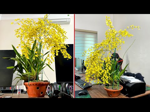 Видео: Цветочная орхидея Oncidium, красивая, как стая бабочек в помещении