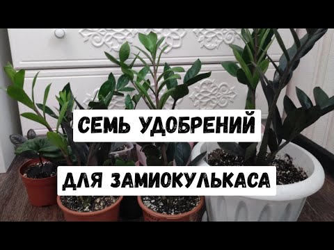 Видео: 7 лучших удобрений для ЗАМИОКУЛЬКАСА, наращивание мощной корневой, крепкие новые ростки