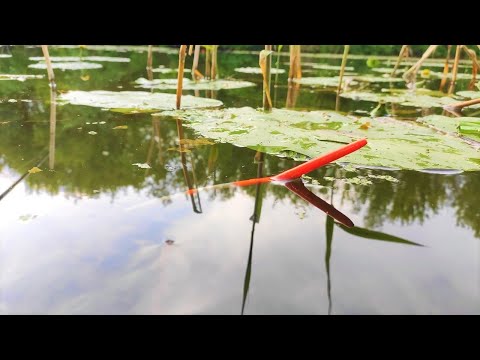 Видео: Караси лапти и крупная плотва - рыбалка на поплавок в кувшинках