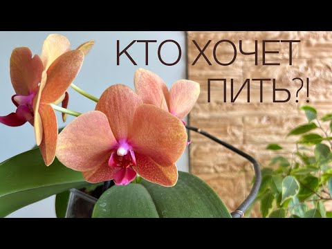 Видео: Полив и орхидея без Корней листьями в ВОДУ!
