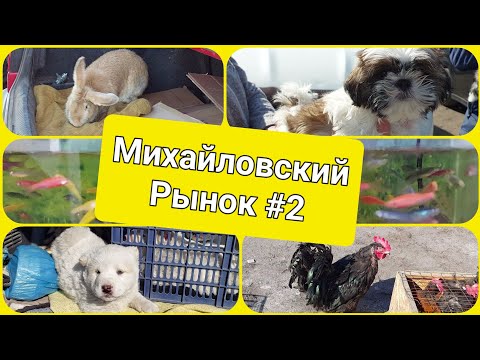 Видео: Караганда.22. 04.23г.Весна Михайловский рынок (птичий)