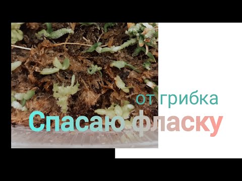 Видео: Размываю фласку с орхидеями # Спасаю саженцы от грибка