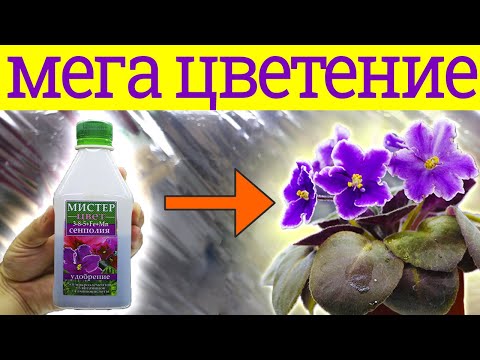 Видео: Один КОЛПАЧОК ЭТОГО УДОБРЕНИЯ ТВОРИТ ЧУДЕСА! Фиалки  цветут  ПЫШНО И ДОЛГО! ПОСМОТРИ НА ЭТУ КРАСОТУ!