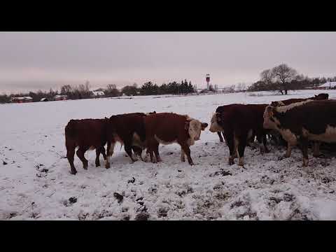 Видео: ЗИМНЕЕ СОДЕРЖАНИЕ НАШИХ ГЕРЕФОРДСКИХ ТЁЛОЧЕК. 17.12.20 #дикфарм #dikfarm