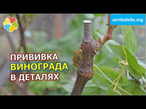 Видео: Один куст ⇉ 2-3 сорта 🍇 | Как привить, чтоб прижилось | Советы опытного виноградаря
