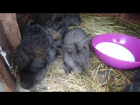 Видео: КРОЛЕНЯТА ЗАЛИШИЛИСЬ БЕЗ кролиці. Чи виживуть кроленята?