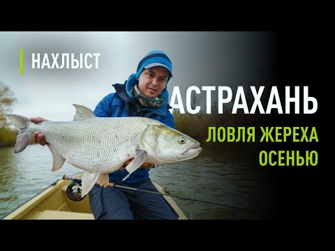 Видео: Ловля ЖЕРЕХА осенью. Оснастка для ловли на глубине, рабочие стримеры, тактика ловли.