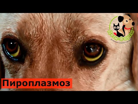 Видео: Основные симптомы пироплазмоза у собак