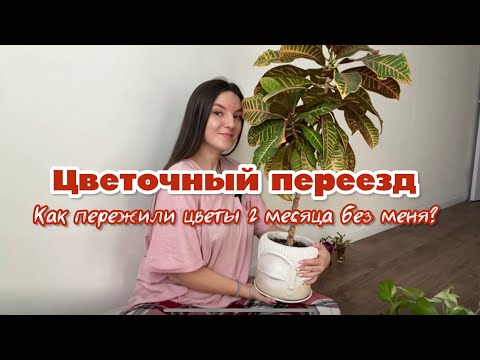 Видео: Выкидываю цветы | вредители на монстере, черенкование, коллекция сингониумов | ЦВЕТОЧНЫЙ ВЛОГ