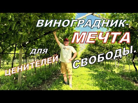 Видео: Пергола-ЭТО ЛУЧШЕЕ,о чём мечтает виноград!!!