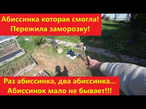 Видео: Раз абиссинка, два абиссинка. Абиссинок мало не бывает!!!
