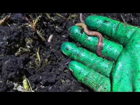 Видео: Спустя неделю после добавления конского навоза/Разведение червя дендробена