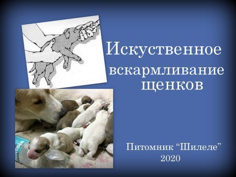 Видео: Искуственное вскармливание щенков. Питомник"Шилеле".