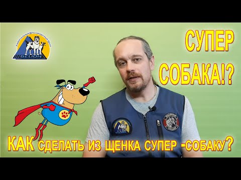 Видео: Социализация щенка до 2 месяцев. Программа БиоСЕНСОР!