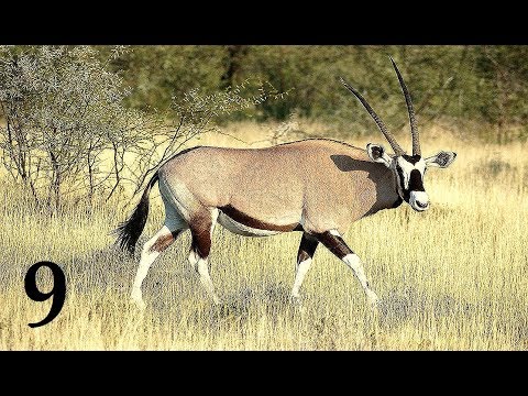 Видео: TheHunter Call of the Wild На ОХОТУ  АТАКА БУЙВОЛОВ # 9