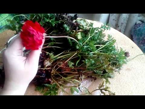 Видео: Что делать с анемонами осенью