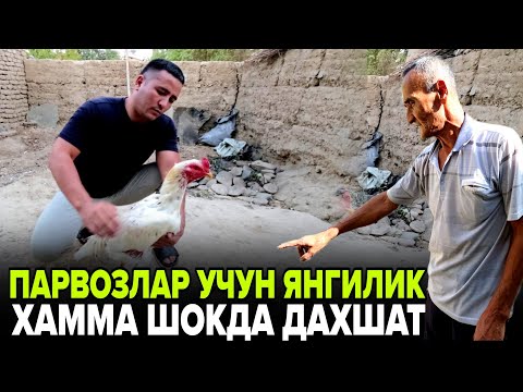 Видео: ПАРВОЗЛАР УЧУН ЯНГИЛИК ЯХШИЛИК САРИДА ЖАН ЖАЛ ХАММА ШОКДА! ТУЛИК ВИДЕО