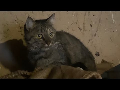 Видео: Утро не доброе. Проблемы с холодильником.🤷‍♀️ Канитель.🤷‍♀️😼