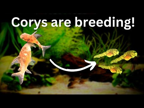 Видео: Простое разведение сомов Corydoras: от икры до мальков Cory Paleatus!