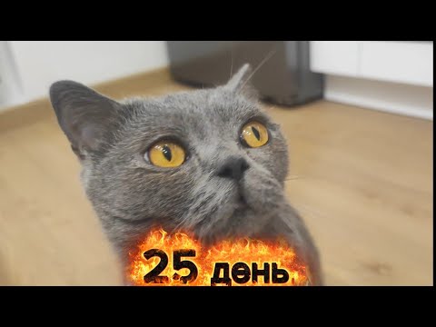 Видео: Кошка встречает хозяйку.  25 день. #cat 