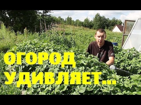 Видео: Загубил ли огород?//Вернулся к печи//Гости едут потоком!