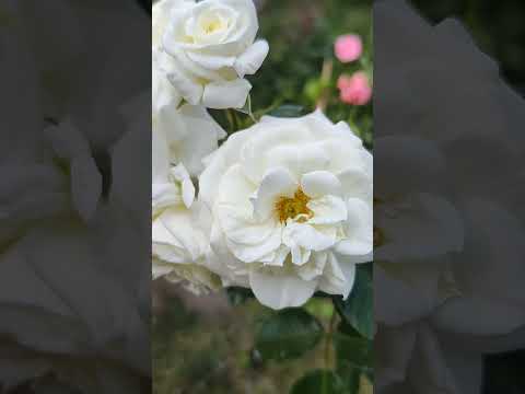 Видео: РОЗА🌹 АЛЕБАСТЕР, ЧИСТОТА ЦВЕТА