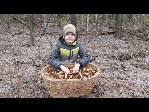 Видео: Где растут сморчки! "Беда" грибника-маленькая корзина. Галерина окаймленная.