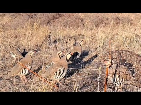 Видео: 4 октября 2024 г.