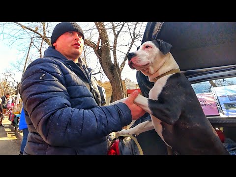 Видео: СОБАЧИЙ БАЗАР В ЦЕНТРЕ ГОРОДА!!! ИНТЕРЕСНЫЕ ПОРОДЫ КОШЕК и ПОПУЛЯРНЫЕ ПОРОДЫ СОБАК