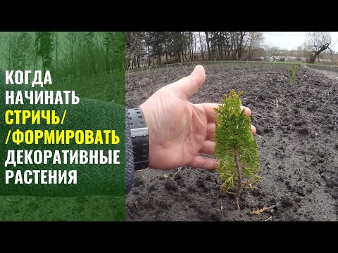 Видео: Когда начинать стричь // формировать декоративные растения.
