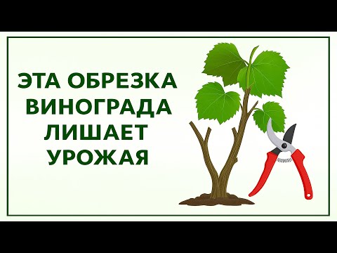 Видео: ❗Даже не ДУМАЙ ОБРЕЗАТЬ ВИНОГРАД сразу после сбора урожая? Когда правильно обрезать виноград осенью!