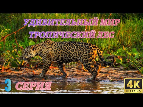 Видео: Удивительный Мир Дикой Природы. Тропический лес. Документальный Фильм 4K. 3 серия из 4
