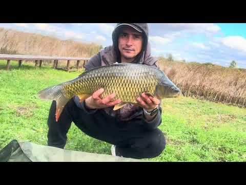 Видео: Рыбалка на карпа, 26-28 сентября 2025 #рыбалка #карпфишинг #fishing #carpfishing #nature #природа 