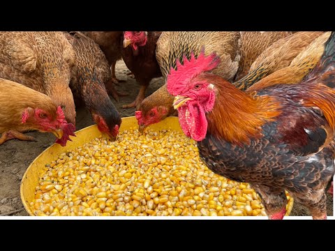 Видео: Как выращивать кур зимой - чем кормить кур зимой - Птицеферма.