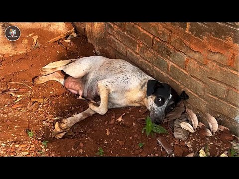 Видео: Нелюбимая и выброшенная из дома незадолго до рождения, она молча плакала, видя, как дышат её щенки.