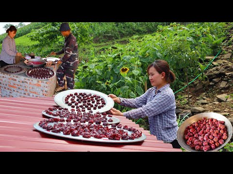 Видео: сезон слив | производство сливового сиропа и чернослива | жить с природой