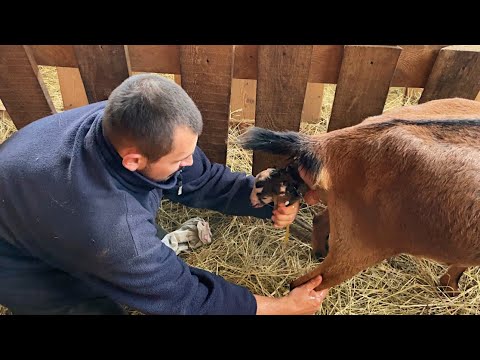 Видео: КОГО РОДИЛА КОЗА? ПРИШЛОСЬ ЗАЛЕЗТЬ В КОЗУ! ТАКОГО МЫ НЕ ОЖИДАЛИ! ЖИЗНЬ ПРОСТЫХ ЛЮДЕЙ В ДЕРЕВНЕ!