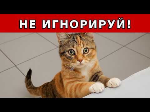 Видео: 10 Странных Привычек Кошек. ЧТО Пытается СКАЗАТЬ Вам Кошка?