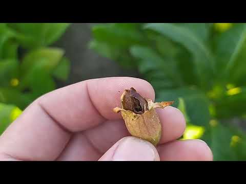 Видео: О сборе семян.