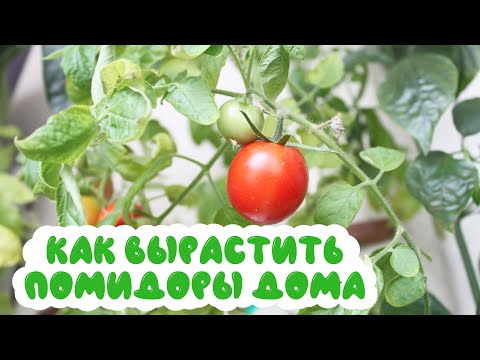 Видео: Как вырастить помидоры дома