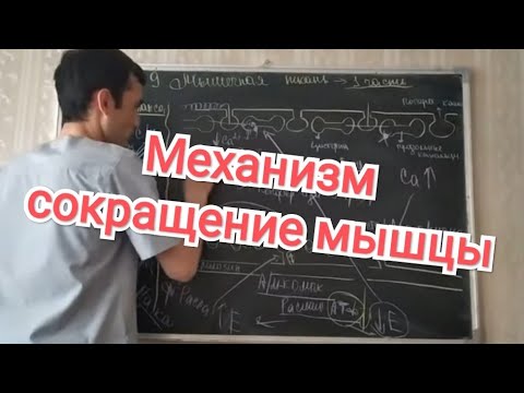 Видео: Физиология человека. Тема 9. Механизм сокращение и расслабление мышц. Ресинтез АТФ.