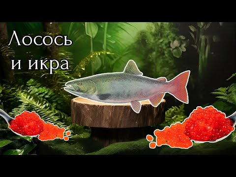 Видео: Лосось / Северная Ладога / Русская рыбалка 3