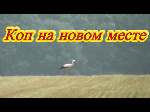 Видео: Находки с металлоискателем