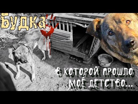 Видео: 💔😭Щенок выросший на цепи с которым никогда не играли😱| Какой он стал?|🙏💔help save an abandoned dog