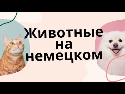 Видео: Учим 50 названий животных на немецком
